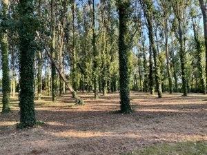 au calme proche du TarnA.B.I - Agence Bourdarios Immobilier - A.B.I  Agence Bourdarios Immobilier-1