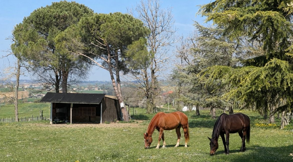 Demeure de caractère à CaussadeA.B.I - Agence Bourdarios Immobilier - A.B.I  Agence Bourdarios Immobilier-13