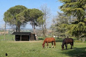 Demeure de caractère à CaussadeA.B.I - Agence Bourdarios Immobilier - A.B.I  Agence Bourdarios Immobilier-13